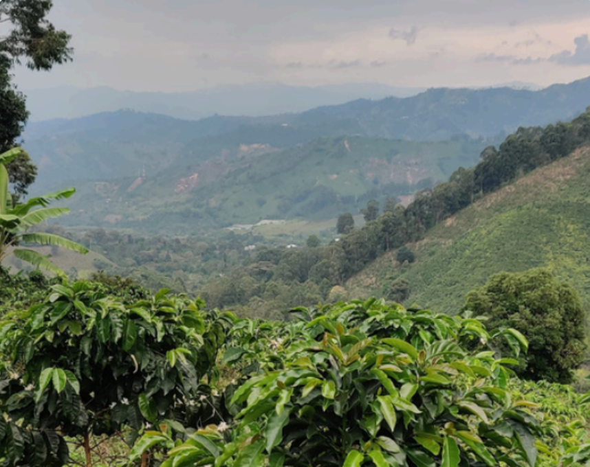 #6 Colombia - Finca Las Mercedes