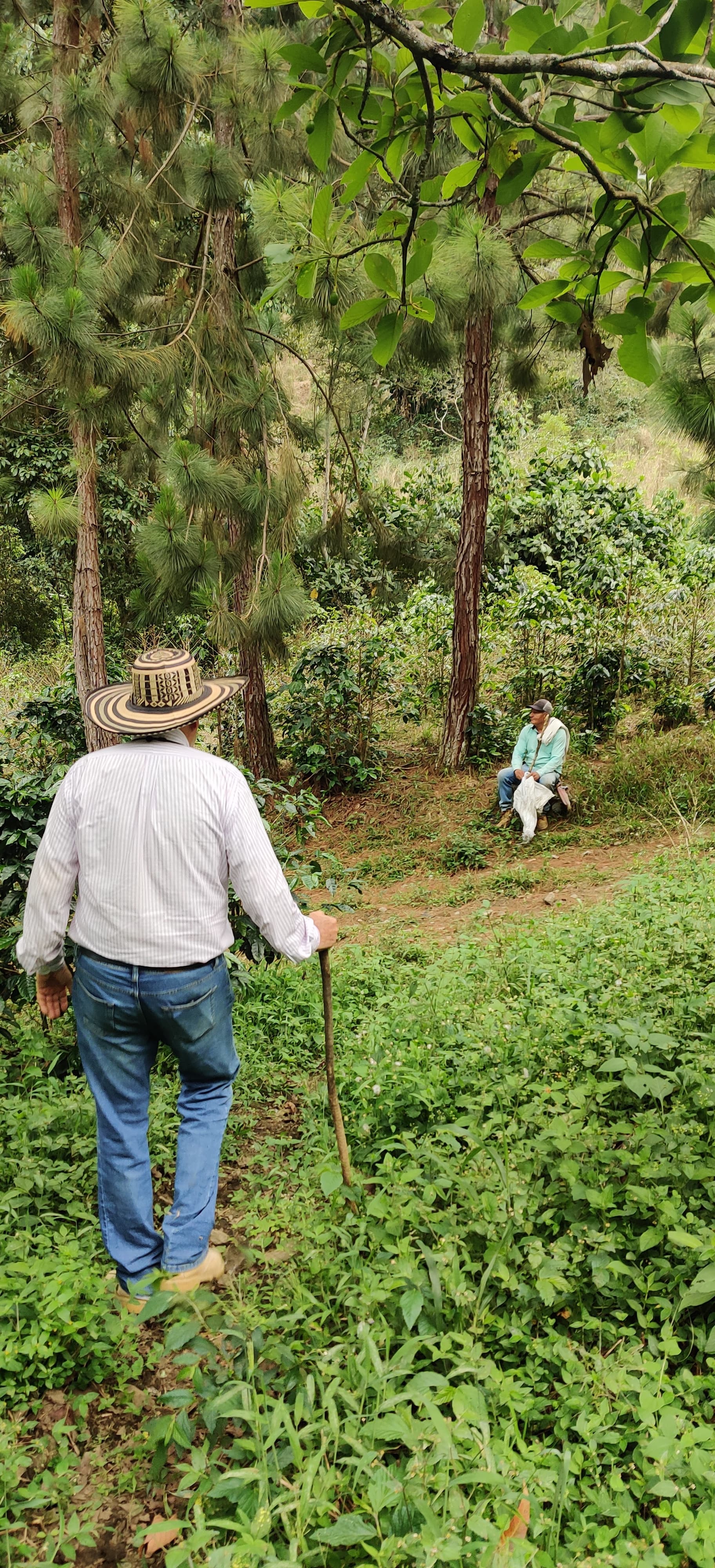 #6 Colombia - Finca Las Mercedes